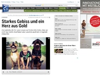 Bild zum Artikel: Listenhunde: Starkes Gebiss und ein Herz aus Gold