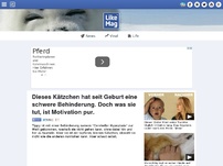 Bild zum Artikel: Dieses Kätzchen hat seit Geburt eine schwere Behinderung. Doch was sie tut, ist Motivation pur.