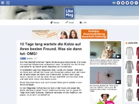 Bild zum Artikel: 10 Tage lang wartete die Katze auf ihren besten Freund. Was sie dann tut: OMG!