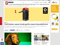 Bild zum Artikel: Haustiere: Fünf Gründe, warum Hunde gut für unsere Gesundheit sind