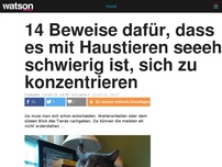 Bild zum Artikel: 14 Beweise dafür, dass es mit Haustieren nicht möglich ist, sich Zuhause ernsthaft zu konzentrieren 