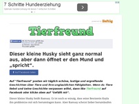 Bild zum Artikel: Dieser kleine Husky sieht ganz normal aus, aber dann öffnet er den Mund und „spricht“.