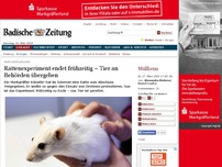 Bild zum Artikel: Rattenexperiment endet frühzeitig – Tier an Behörden übergeben