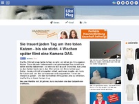 Bild zum Artikel: Sie trauert jeden Tag um ihre Katzen - bis sie stirbt. 4 Wochen später filmt eine Kamera DAS.