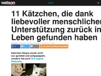 Bild zum Artikel: 11 Kätzchen, die dank liebevoller menschlicher Unterstützung zurück ins Leben gefunden haben 