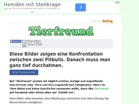 Bild zum Artikel: Diese Bilder zeigen eine Konfrontation zwischen zwei Pitbulls. Danach muss man ganz tief durchatmen.