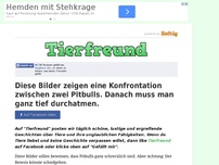 Bild zum Artikel: Diese Bilder zeigen eine Konfrontation zwischen zwei Pitbulls. Danach muss man ganz tief durchatmen.