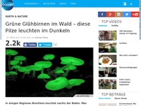 Bild zum Artikel: Grüne Glühbirnen im Wald – diese Pilze leuchten im Dunkeln