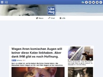 Bild zum Artikel: Wegen ihren komischen Augen will keiner diese Katze liebhaben. Aber dank IHM gibt es noch Hoffnung.