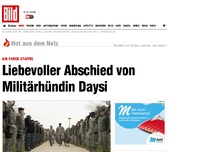 Bild zum Artikel: Air-Force-Staffel - Liebevoller Abschied von Militärhündin Daysi