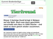 Bild zum Artikel: Dieser 2-beinige Hund bringt 4 Welpen auf die Welt. Doch was dann geschieht, zerschießt sein...