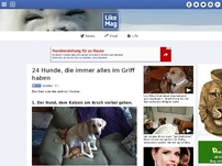 Bild zum Artikel: 24 Hunde, die immer alles im Griff haben