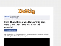 Bild zum Artikel: Dass Chamäleons wandlungsfähig sind, weiß jeder. Aber DAS hat niemand erwartet!