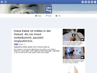 Bild zum Artikel: Diese Katze ist mitten in der Geburt. Als ein Hund vorbeikommt, passiert Unglaubliches.