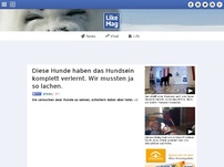 Bild zum Artikel: Diese Hunde haben das Hundsein komplett verlernt. Wir mussten ja so lachen.