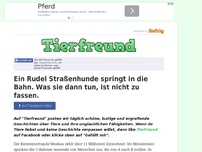 Bild zum Artikel: Ein Rudel Straßenhunde springt in die Bahn. Was sie dann tun, ist nicht zu fassen.