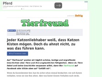 Bild zum Artikel: Jeder Katzenliebhaber weiß, dass Katzen Kisten mögen. Doch du ahnst nicht, zu was das führen kann.