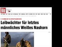 Bild zum Artikel: 24 Stunden Polizeischutz - Leibwächter für Weißes Nashorn-Männchen