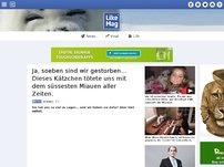 Bild zum Artikel: Ja, soeben sind wir gestorben... Dieses Kätzchen tötete uns mit dem süssesten Miauen aller Zeiten.