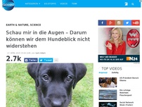 Bild zum Artikel: Schau mir in die Augen – Darum können wir dem Hundeblick nicht widerstehen