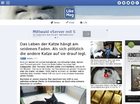 Bild zum Artikel: Das Leben der Katze hängt am seidenen Faden. Als sich plötzlich die andere Katze auf sie drauf legt.