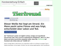 Bild zum Artikel: Dieser Weiße Hai liegt am Strand. Ein Mann packt seine Flosse und was folgt, entscheidet über...