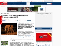 Bild zum Artikel: Gier nach Elfenbein - Wildjäger in Afrika wird von jungem Elefant zerquetscht