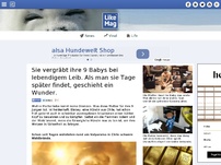 Bild zum Artikel: Wahre Mutterliebe - sie vergräbt ihre 9 Jungen unter der Erde und rettet sie so vor dem Feuertod.