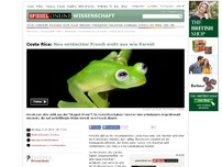 Bild zum Artikel: Costa Rica: Neu entdeckter Frosch sieht aus wie Kermit