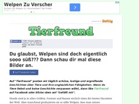 Bild zum Artikel: Du glaubst, Welpen sind doch eigentlich sooo süß??? Dann schau dir mal diese Bilder an.