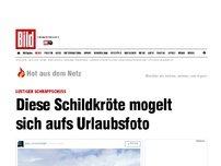 Bild zum Artikel: Lustiger Schnappschuss - Diese Schildkröte mogelt sich aufs Urlaubsfoto