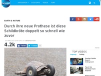 Bild zum Artikel: Durch ihre neue Prothese ist diese Schildkröte doppelt so schnell wie zuvor