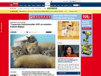 Bild zum Artikel: Liebesersatz auf vier Pfoten - Trauernde Katzenmutter hilft verwaisten Katzen-Babys