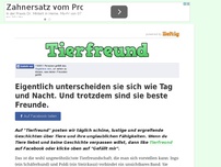 Bild zum Artikel: Tagelang verfolgte diese Frau ihren Hund und fotografierte etwas, das du wahrscheinlich kein...