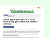 Bild zum Artikel: Warum dieser Baby-Elefant in China stundenlang geweint hat, hat mein Herz zerrissen.