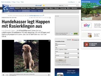 Bild zum Artikel: Golden Retriever fast gestorben: Hundehasser legt Happen mit Rasierklingen aus