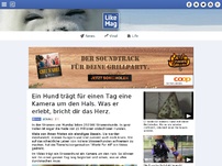 Bild zum Artikel: Ein Hund trägt für einen Tag eine Kamera um den Hals. Was er erlebt, bricht dir das Herz.