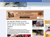 Bild zum Artikel: Sie legt den Welpen zu einer Katzen Mama in die Kiste. Schau dir an, wie sie auf das Baby reagiert.