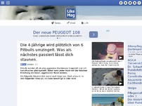 Bild zum Artikel: Die 4-Jährige wird plötzlich von 6 Pitbulls umzingelt. Was als nächstes passiert lässt dich staunen.