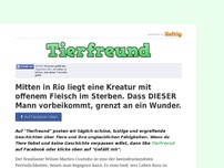 Bild zum Artikel: Mitten in Rio liegt eine Kreatur mit offenem Fleisch im Sterben. Dass DIESER Mann vorbeikommt,...