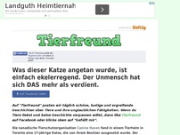 Bild zum Artikel: Was dieser Katze angetan wurde, ist einfach ekelerregend. Der Unmensch hat sich DAS mehr als...