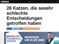 Bild zum Artikel: 28 Katzen, die seeehr schlechte Entscheidung getroffen haben