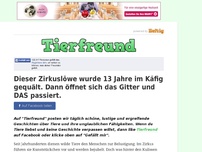 Bild zum Artikel: Dieser Zirkuslöwe wurde 13 Jahre im Käfig gequält. Dann öffnet sich das Gitter und DAS passiert.