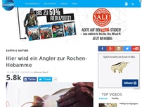 Bild zum Artikel: Hier wird ein Angler zur Rochen-Hebamme