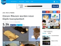 Bild zum Artikel: Diesen Mäusen wurden neue Köpfe transplantiert