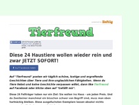 Bild zum Artikel: Diese 24 Haustiere wollen wieder rein und zwar JETZT SOFORT!