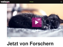 Bild zum Artikel: Jetzt von Forschern bestätigt: Du musst gaaanz viele Katzenvideos schauen – sie machen dich glücklich und leistungsfähig 