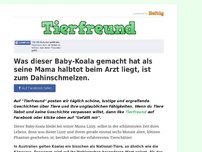 Bild zum Artikel: Was dieser Baby-Koala gemacht hat als seine Mama halbtot beim Arzt liegt, ist zum Dahinschmelzen.