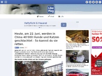 Bild zum Artikel: Heute, am 22. Juni, werden in China 40'000 Hunde und Katzen geschlachtet - So kannst du sie retten.