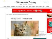 Bild zum Artikel: Wildkatzen: Haarige Suche am Stadtrand